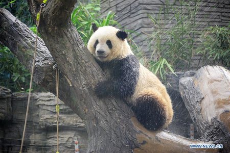 Giant Panda Takes Shower Amid H